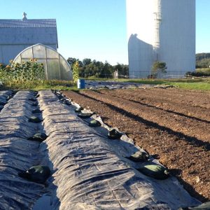 Weed control tarps