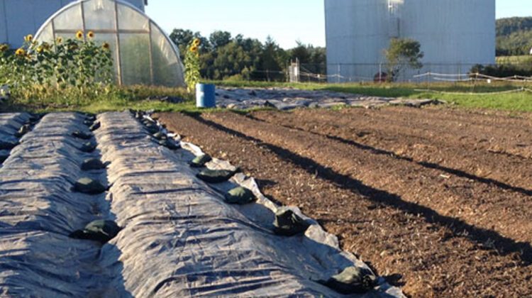 Weed Control Tarp