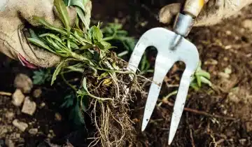 No Dig. No Spray. No Stress: Weed Control Made Simple