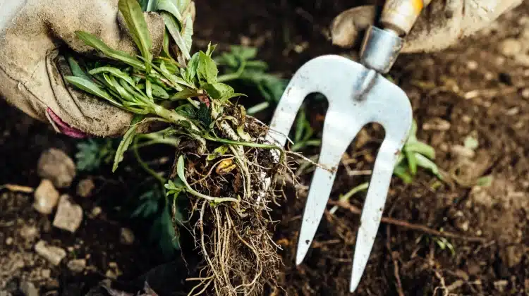 No Dig. No Spray. No Stress: Weed Control Made Simple