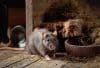 How to Keep Rodents and Moisture Out of Hay Stacks