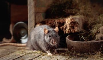 How to Keep Rodents and Moisture Out of Hay Stacks: Tips & Best Tarps to Use