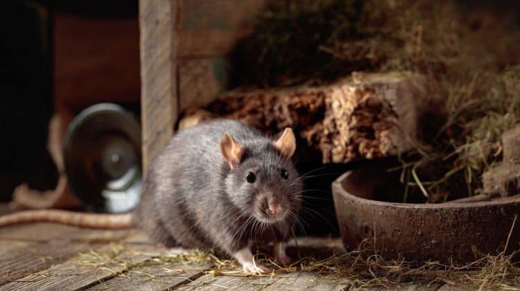 How to Keep Rodents and Moisture Out of Hay Stacks: Tips & Best Tarps to Use