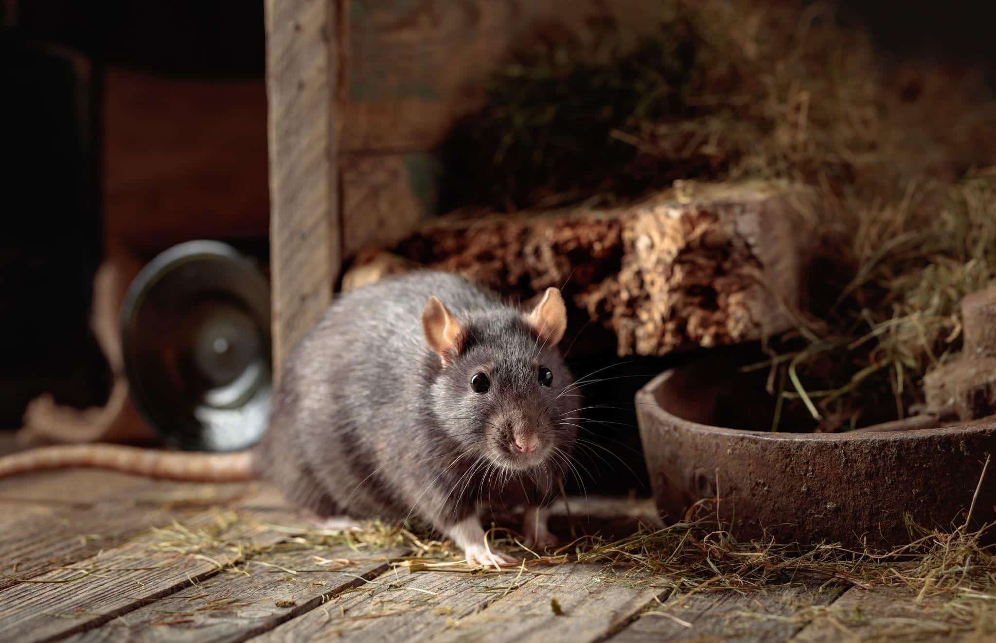 How to Keep Rodents and Moisture Out of Hay Stacks
