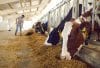 Silage Tarping Tips for Livestock Farms