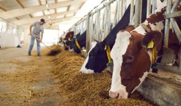 Silage Tarping Tips for Livestock Farms: Avoid Spoilage and Boost Efficiency