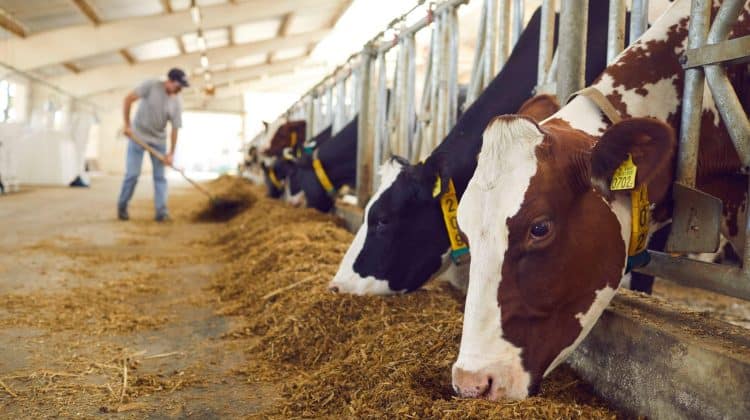 Silage Tarping Tips for Livestock Farms: Avoid Spoilage and Boost Efficiency