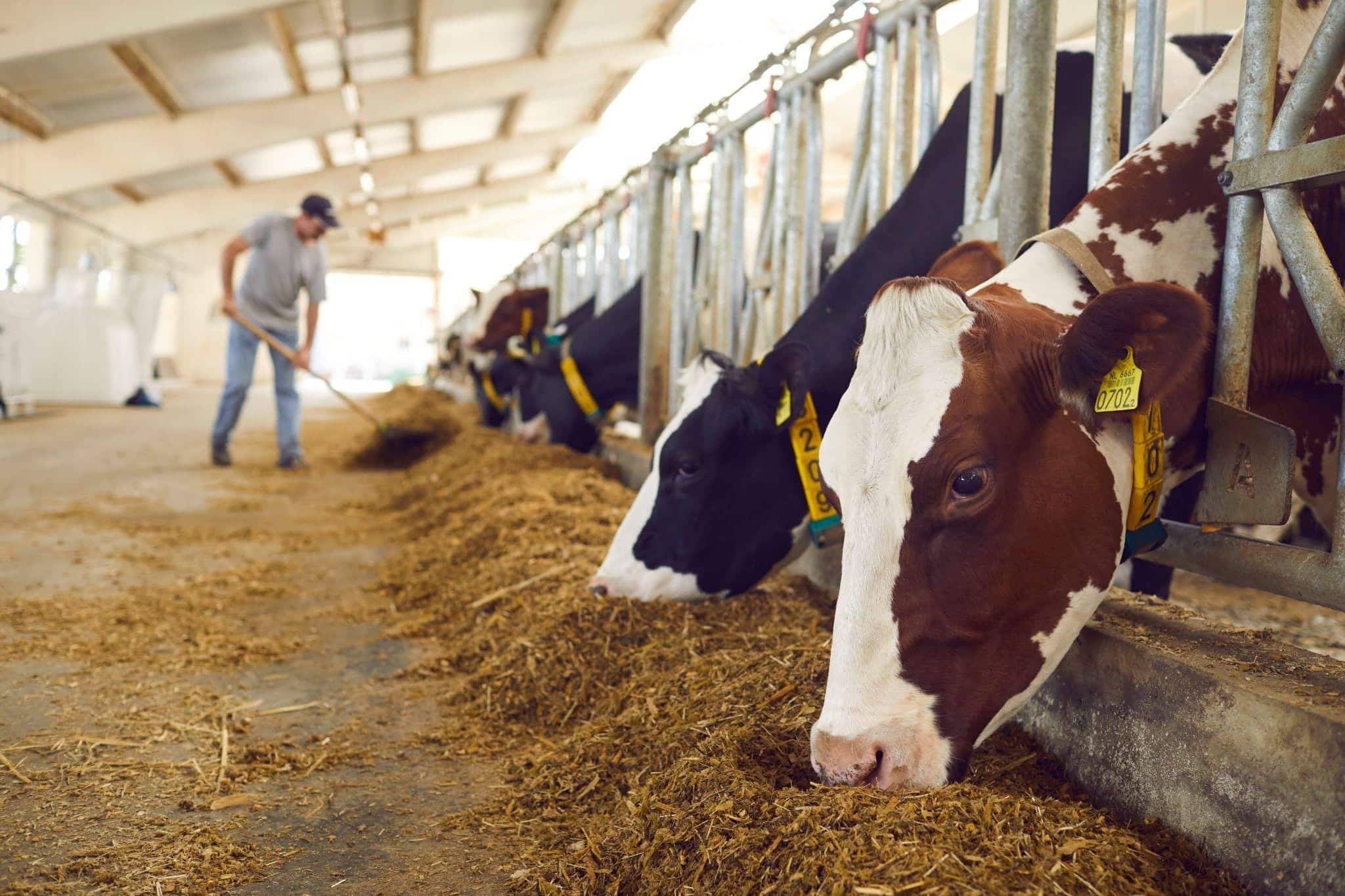 Silage Tarping Tips for Livestock Farms