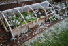 DIY Frost Protection for Your Veggie Garden with Heavy-Duty Tarps